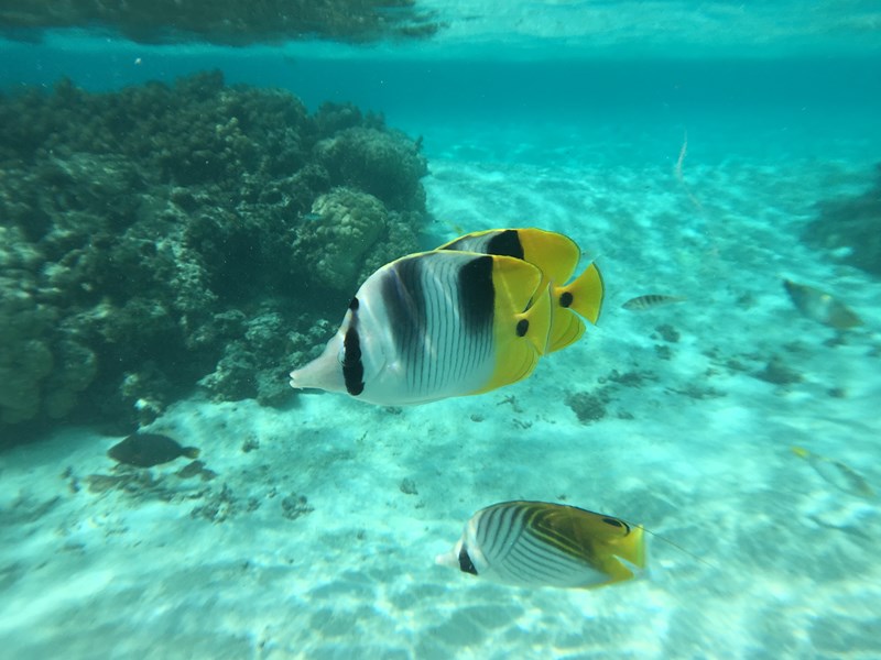 Un endroit idéal pour le snorkeling