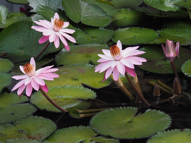 Explorez les plantes tropicales des jardins de Marae