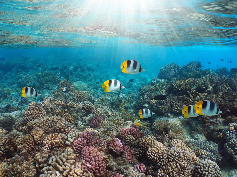 Vivez une expérience unique en découvrant les fonds marins