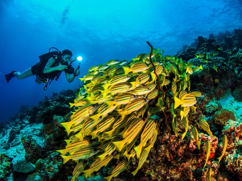 Une saison idéale pour explorer les fonds marins