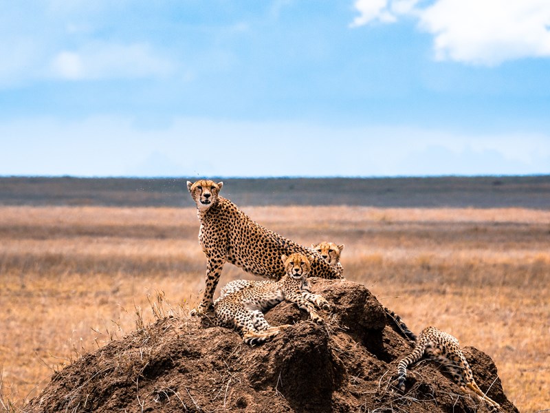 Soyez au plus près des félins au cratère du Ngorongoro en Afrique