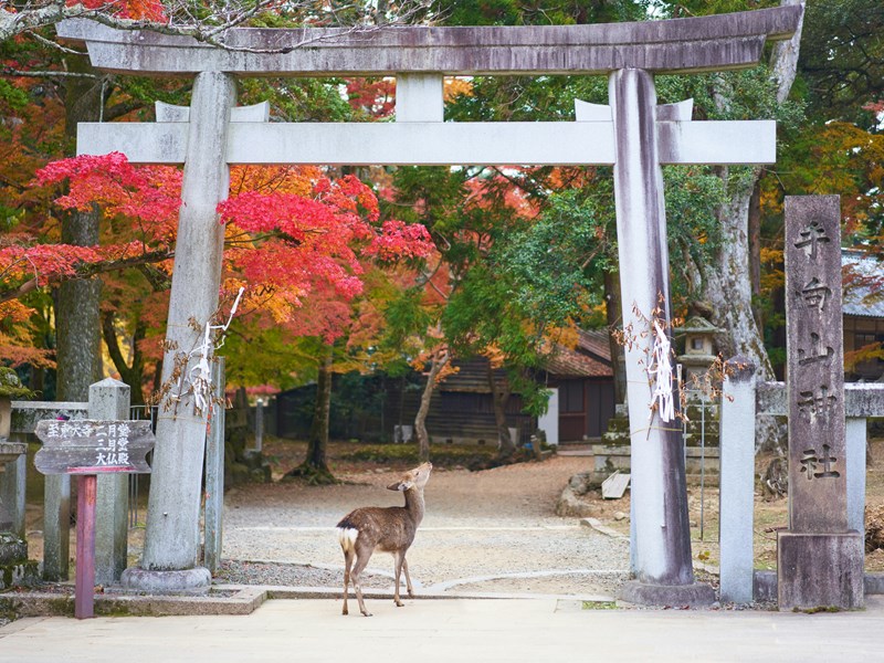 Les temples et sanctuaires de Nara