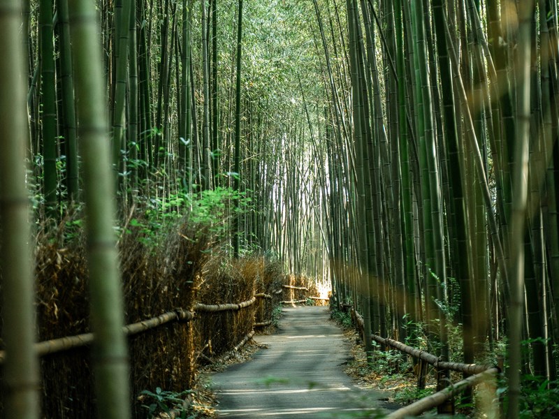 Les forêts de bambou à Kyoto