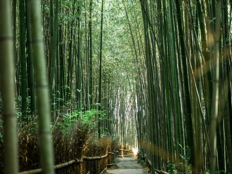 Les forêts de bambou à Kyoto