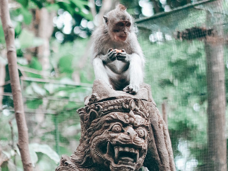 Les singes de la Monkey Forest