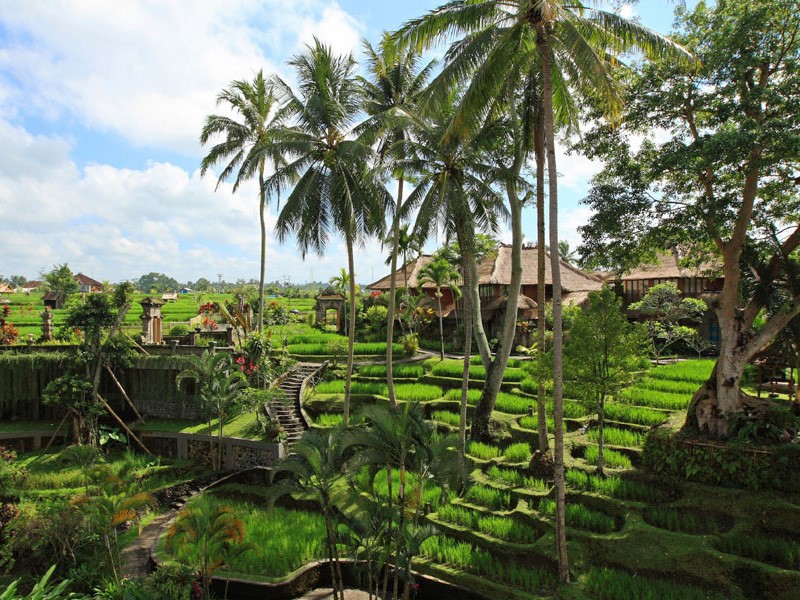 Les rizières en terrasse