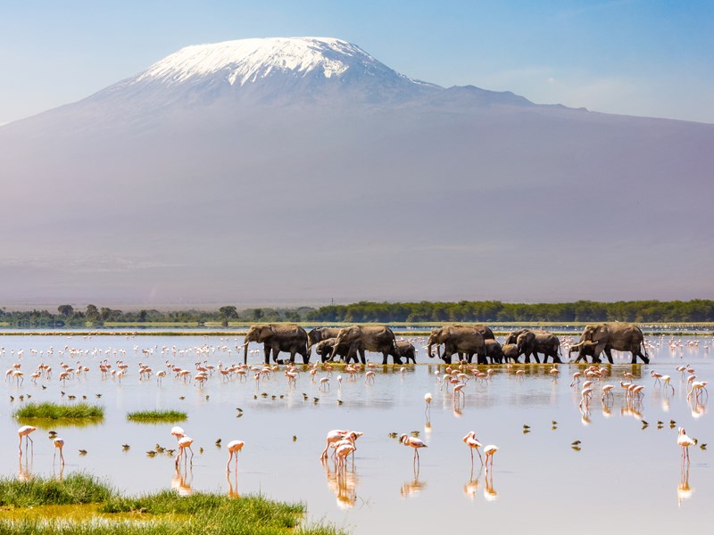 Le Parc National d’Amboseli, terre des éléphants face au Kilimandjaro