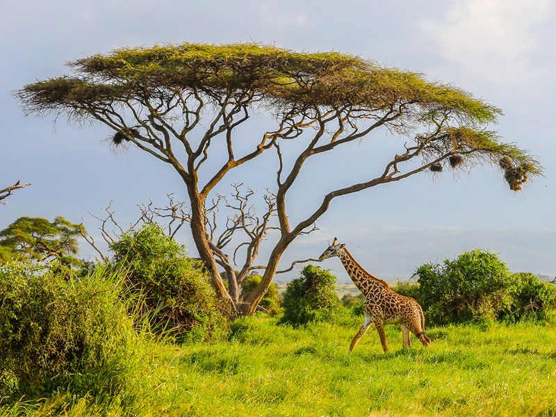 Rencontres sauvages au cœur d’Amboseli