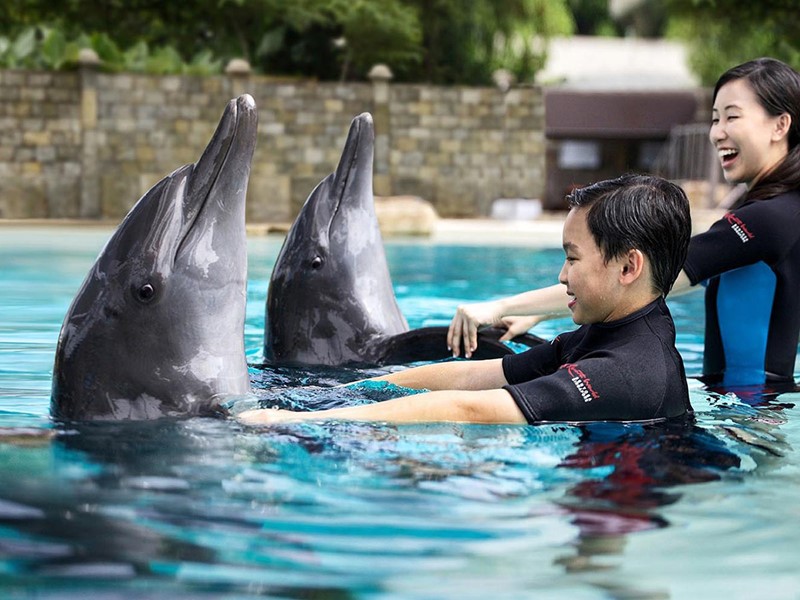 Nagez avec les dauphins de Dolphin Island
