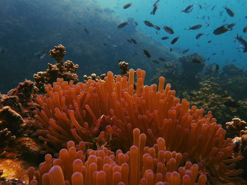 A la découverte des fonds marins de Thaïlande