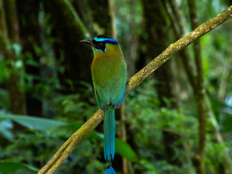 Un paradis pour observer les oiseaux exotiques