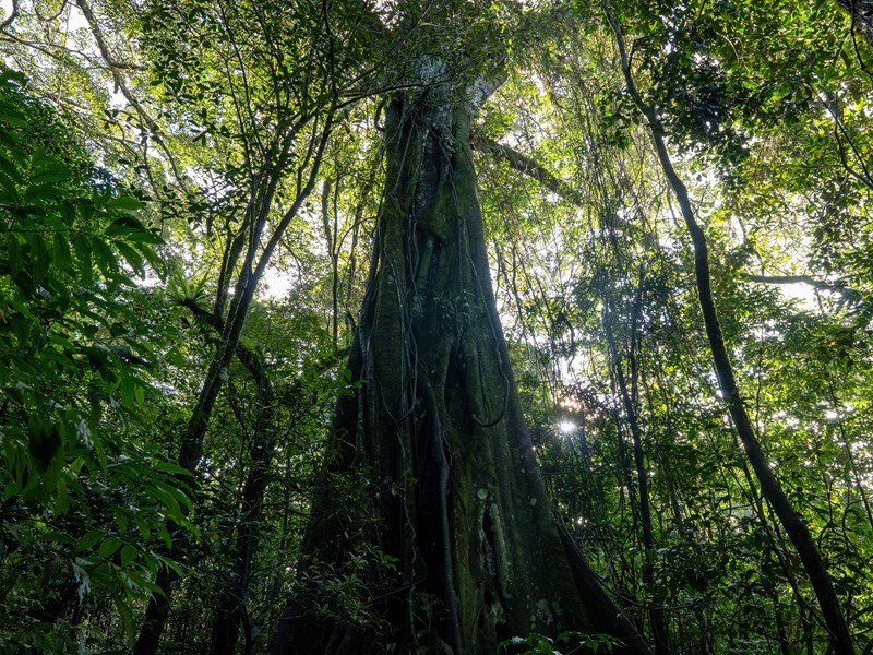 Explorez la biodiversité de la Reserva Aguti