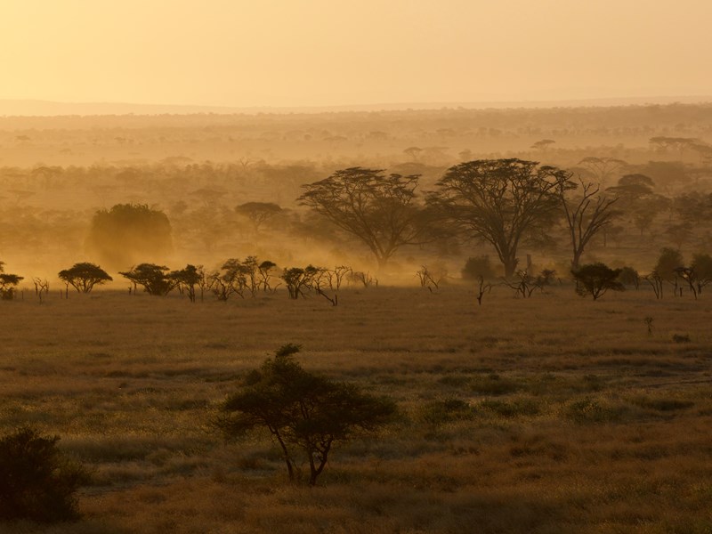 Paysage emblématique du parc du Serengeti