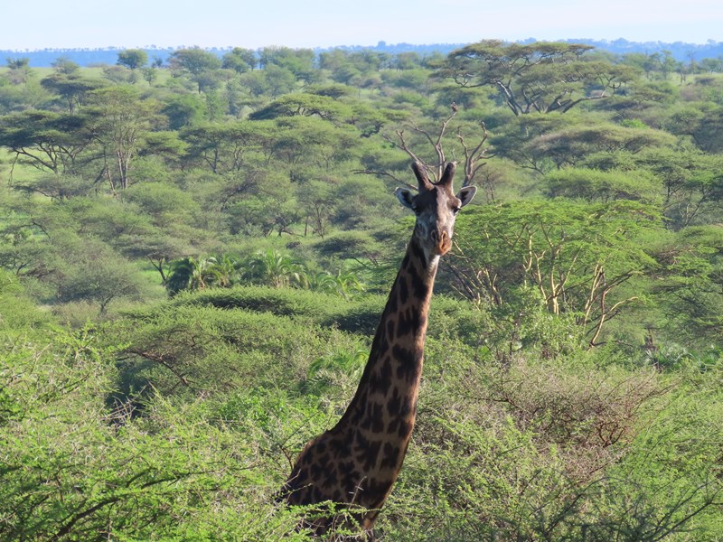 Dépassant des acacias, les girafes sont faciles à observer