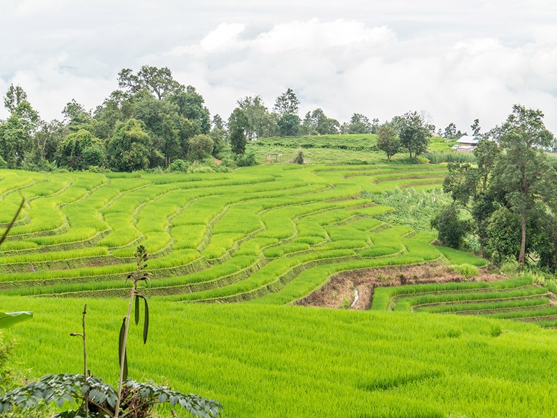 Chiang Mai, Rizière