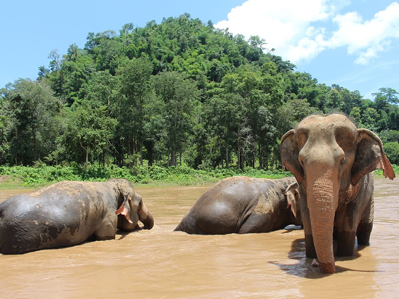 Chiang Mai, bain des éléphants 