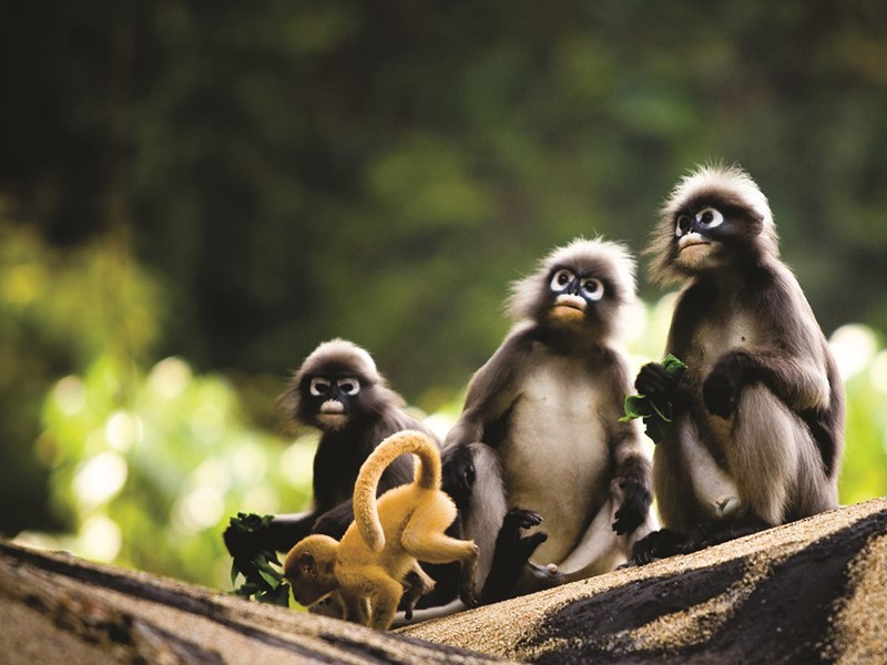 krabi, famille de singes joueurs