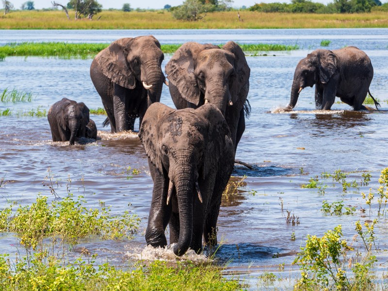 Observez les éléphants dans la rivière