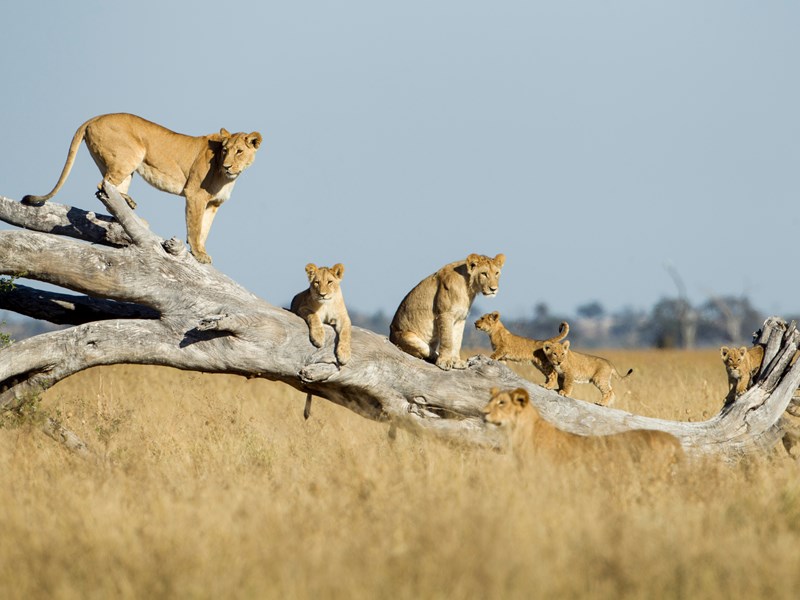 Le parc national de Chobe et sa faune unique