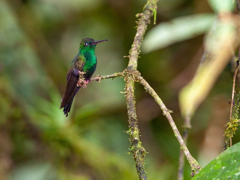 Observez les colibris dans leur habitat naturel