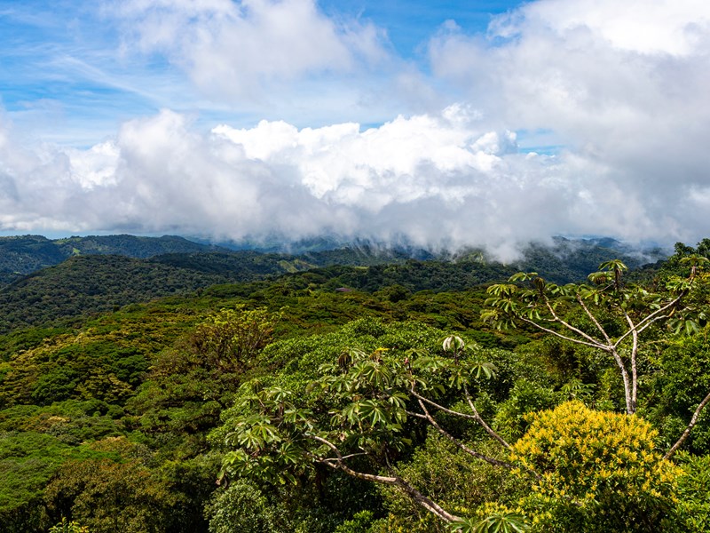 Vue aérienne magique de Monteverde, forêt nuageuse