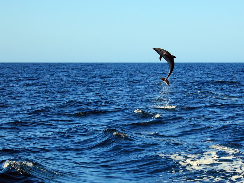 Spectacle naturel : dauphins au large de la baie