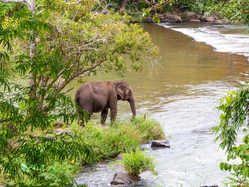 Laos, pays d'un million d'éléphants