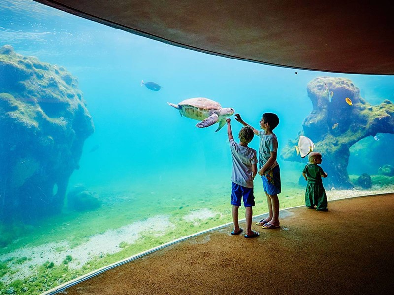 Kélonia est à la fois un aquarium, musée, et un centre de recherche, d?intervention et de soins consacré aux tortues marines
