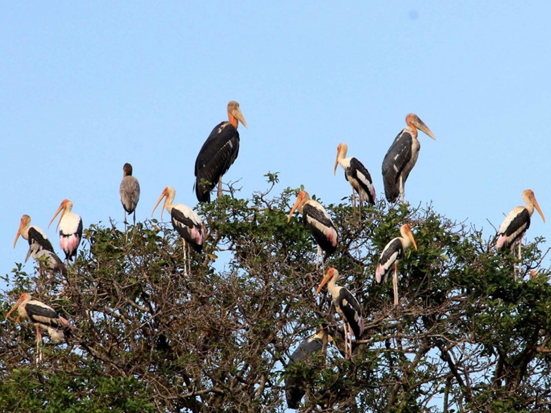 Découverte des espèces d'oiseaux menacée dans la réserve de Prek Toal 