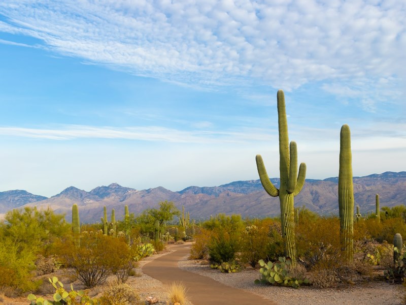 Les célèbres cactus Saguaros de Phoenix