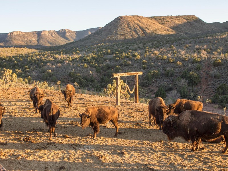 Ambiance Far West au Grand Canyon West