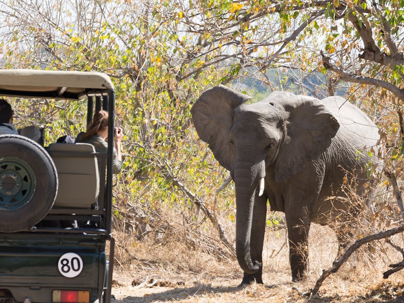 En 4x4, observez au plus près les animaux