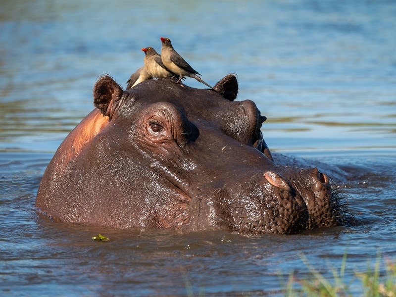 Observez la diversité de la faune de Khwai