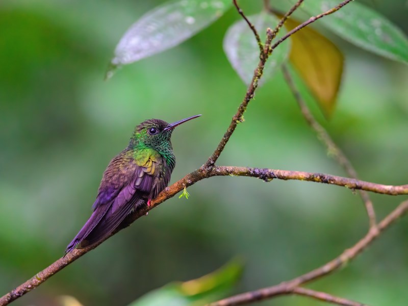 Il n'est pas rare de tomber sur de jolis Colibris