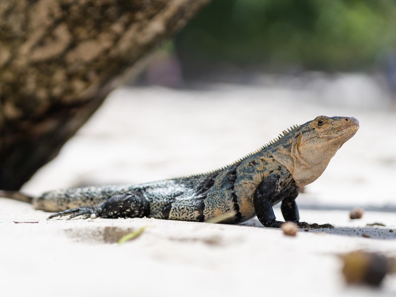 Un iguane majestueux pourrait croiser votre chemin