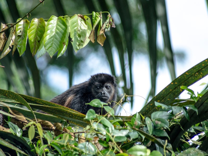 Tortuguero : face à face avec un singe hurleur