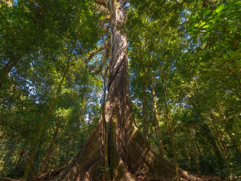 Arbre sacré au cœur du parc national