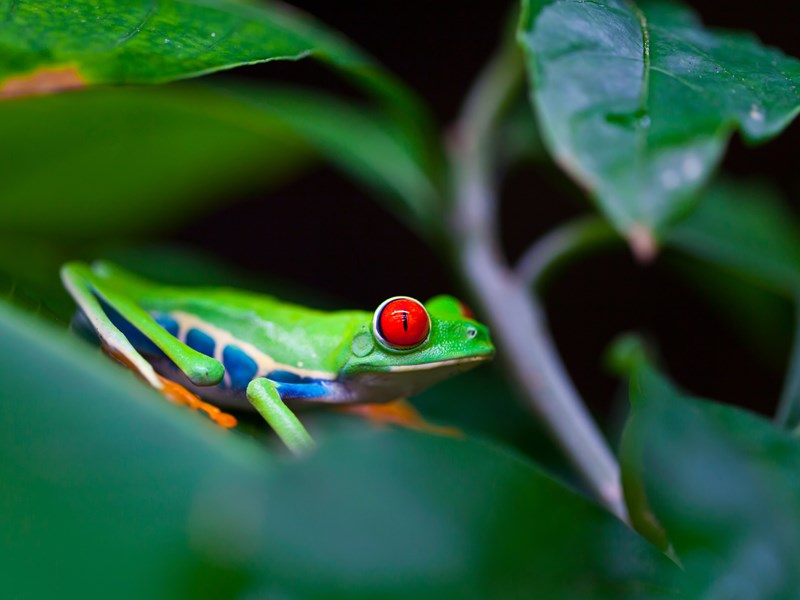 Observation nocturne des grenouilles tropicales