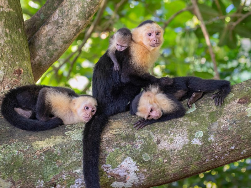 Maman capucin et ses petits perchés
