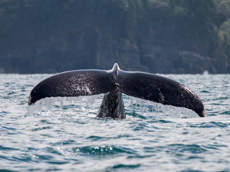 Baleines majestueuses au large