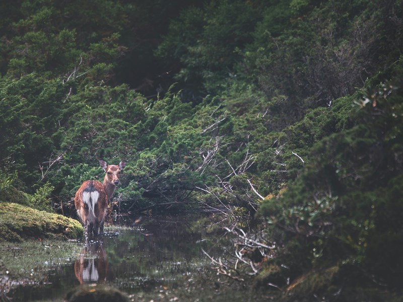 Rencontrez la faune sauvage de Yakushima