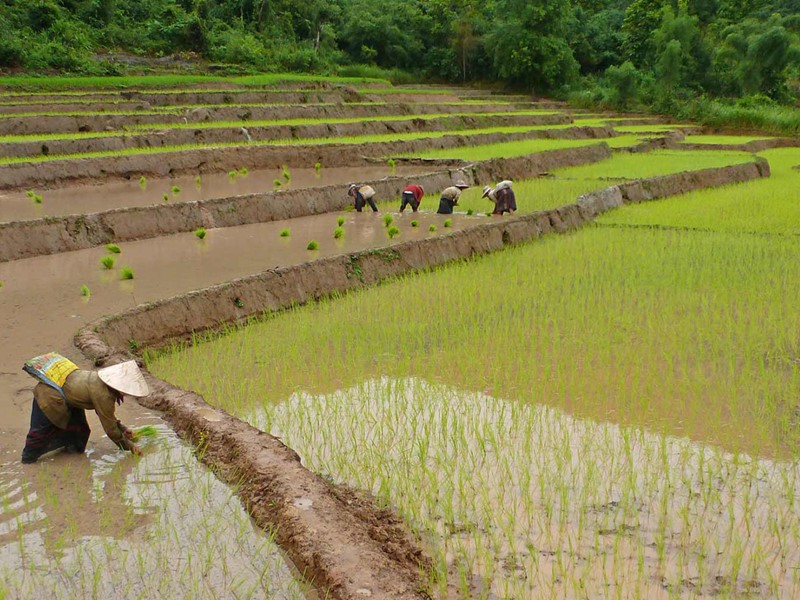 Pause nature à découverte des environs, du vert intense des rizières à la riche forêt de Muang La