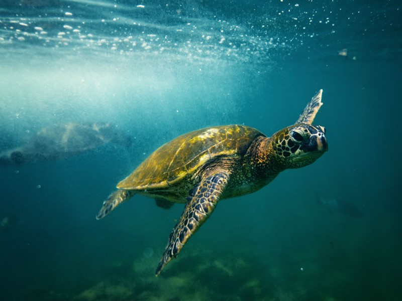 Observez les magnifiques tortues de mer à Big Island