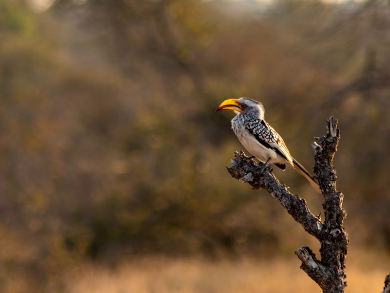 Plus de 500 espèces d'oiseaux sont recensées dans la région