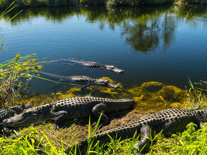 Partez à la rencontre des alligators 