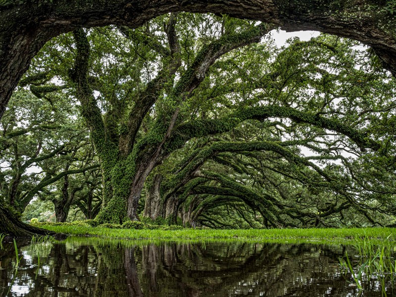 La sérénité des jardins de Oak Alley