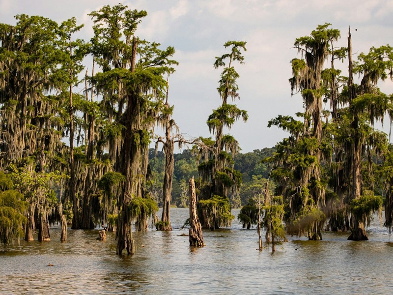 Les bayous de Lake Martin