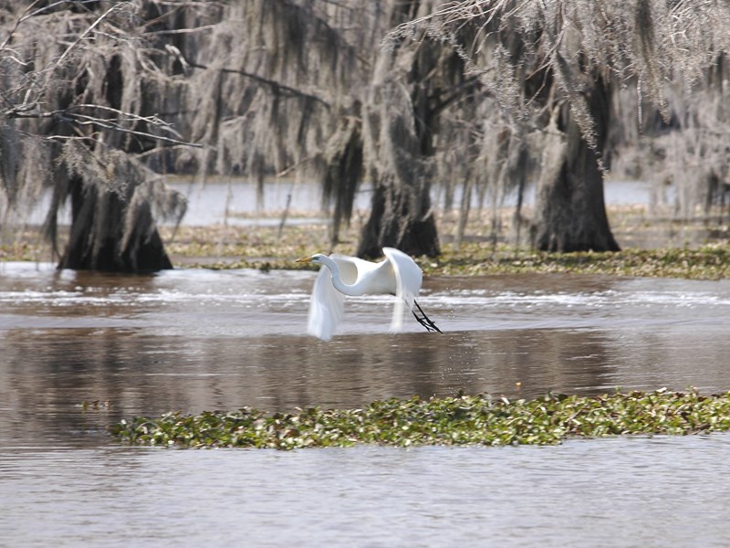 La faune des bayous