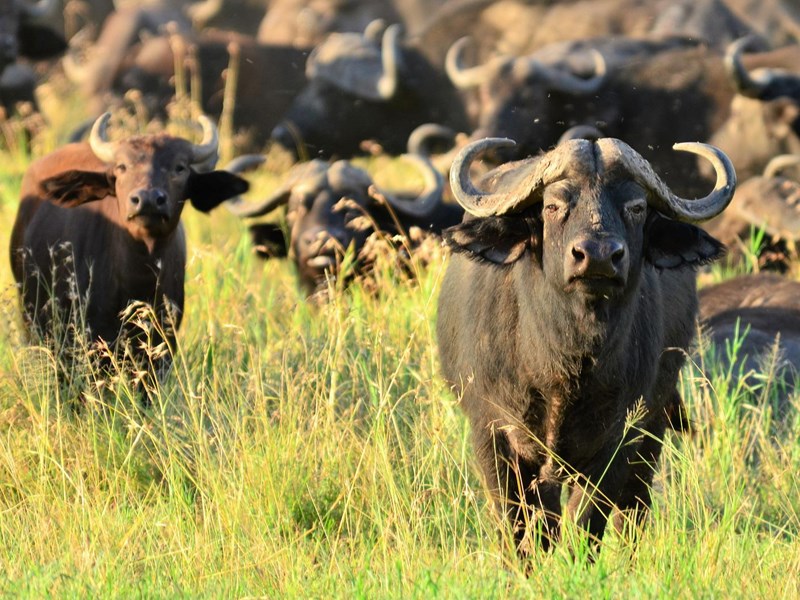 Les buffles adorent les herbes hautes du Serengeti