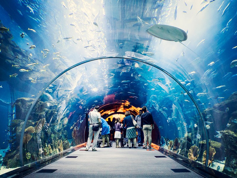 Le Dubaï Mall et son gigantesque aquarium